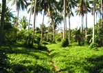 Coconut Plantation in Pitogo, Quezon